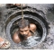 Fight for the rights of Manhole Workers